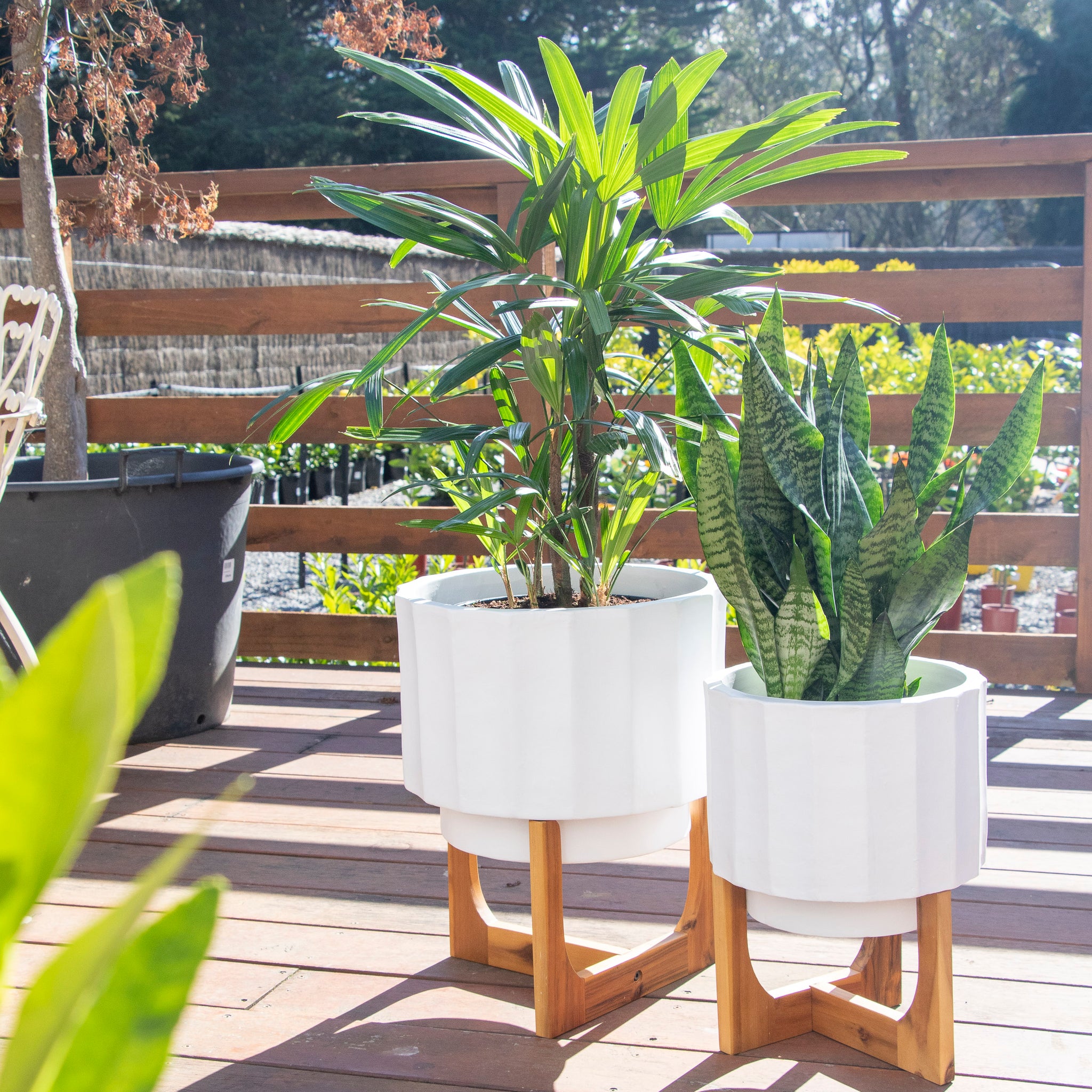 Rhapis Excelsa Lady Palm - 25cm Pot
