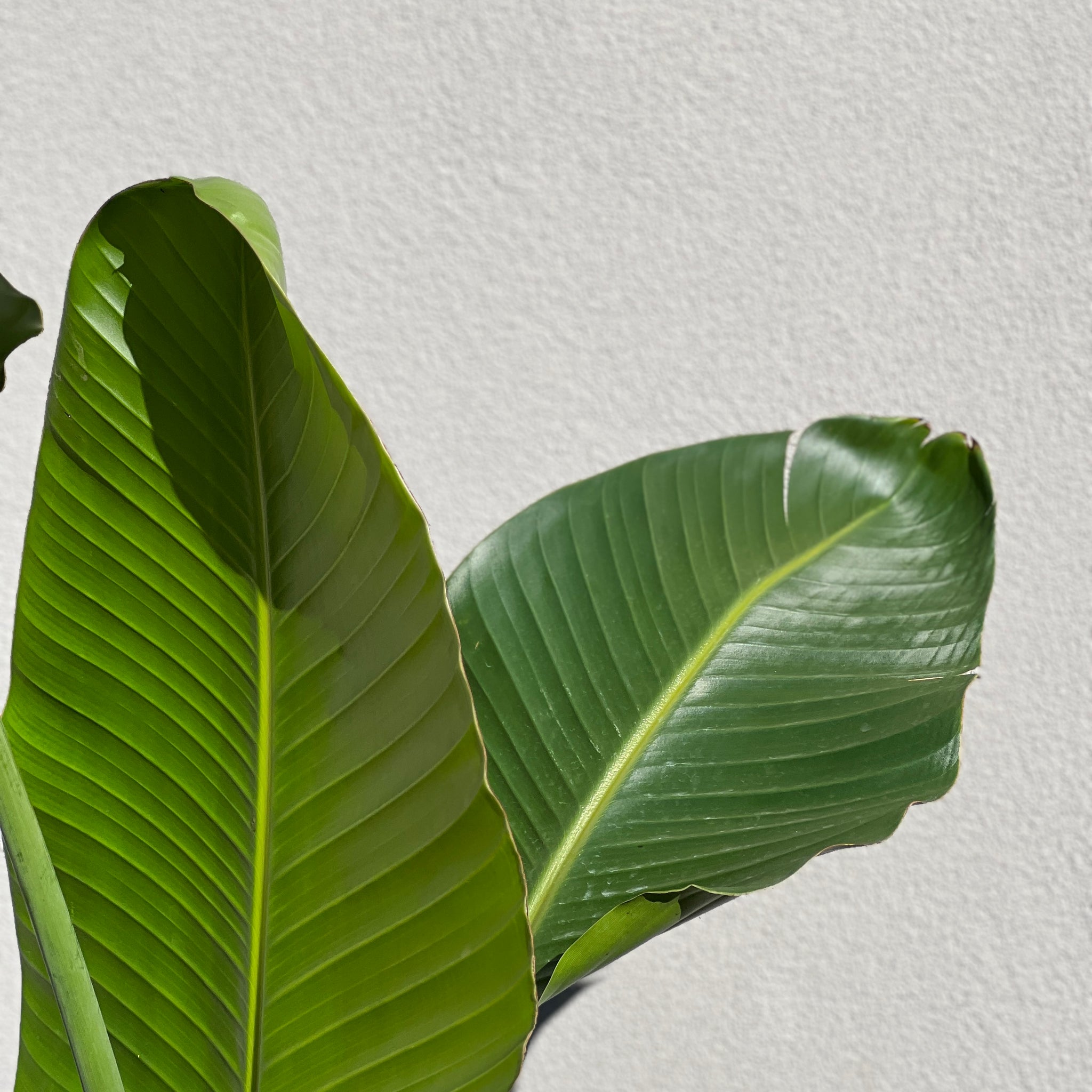 Strelitzia Nicolai - 20cm Pot