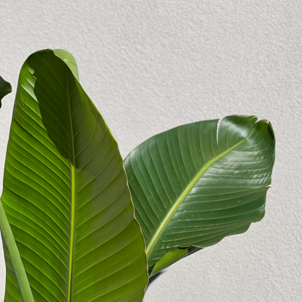 Strelitzia Nicolai - 20cm Pot