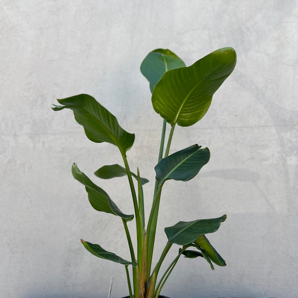 Strelitzia Nicolai - 20cm Pot