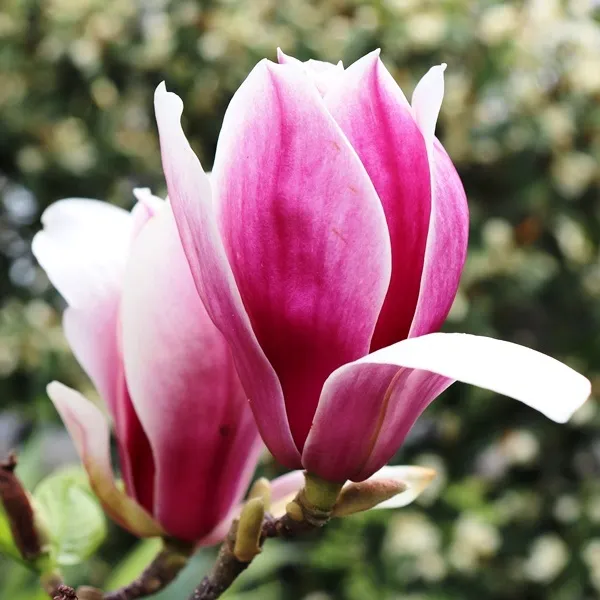 Magnolia Burgundy Glow - 25cm Pot
