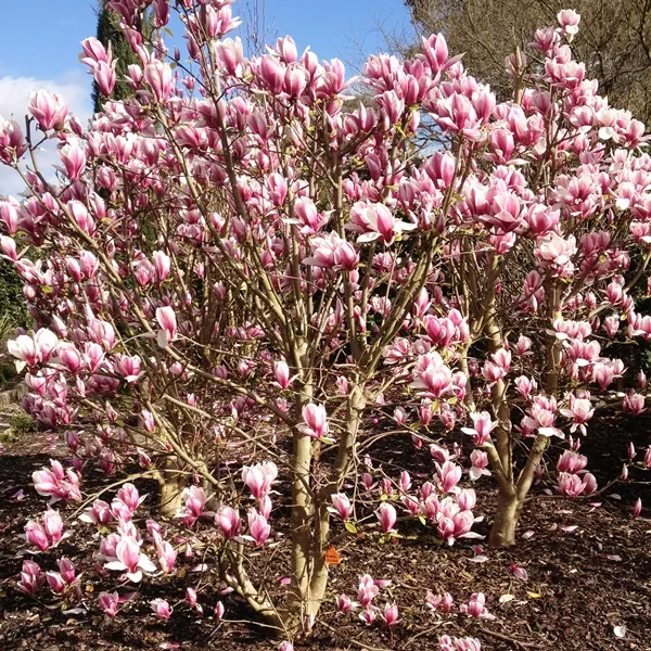 Magnolia Burgundy Glow - 25cm Pot