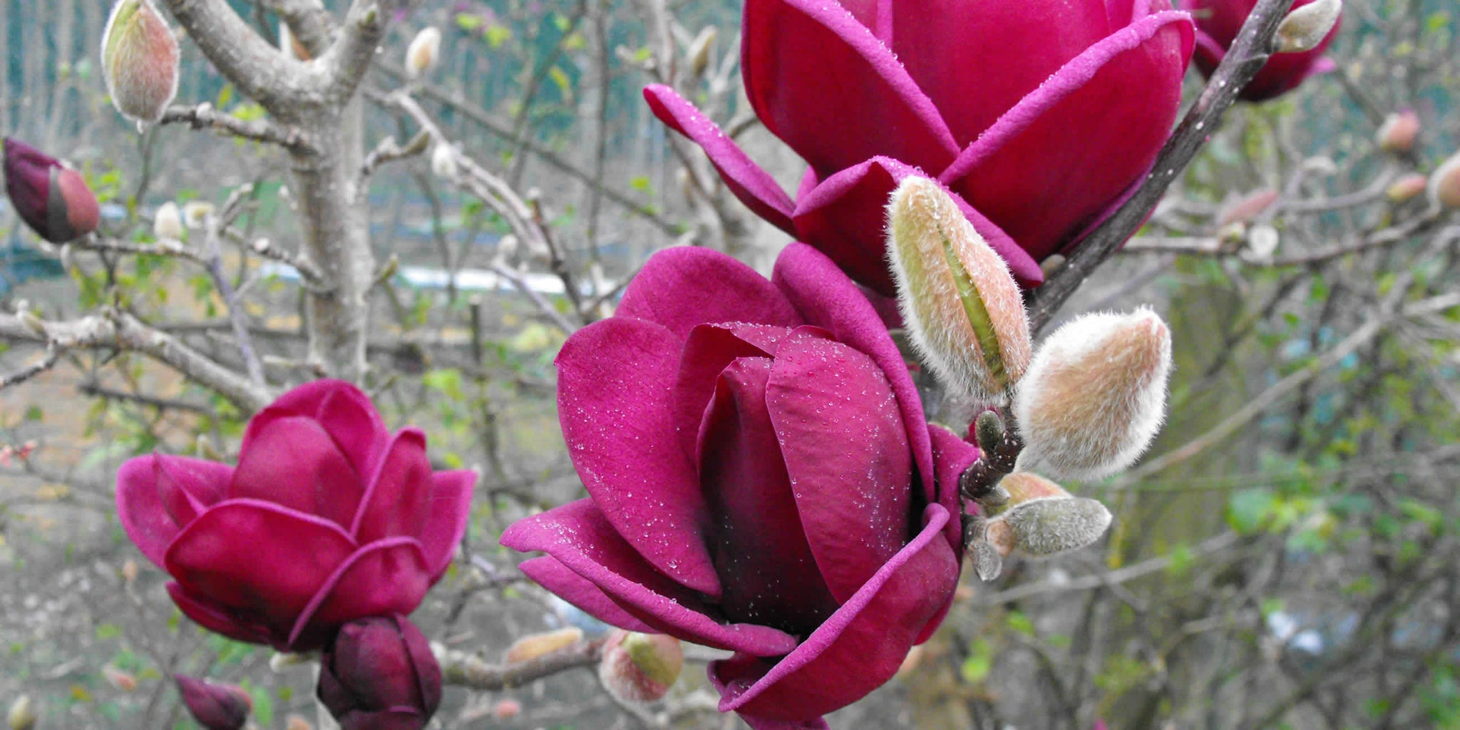 Magnolia Genie - 25cm Pot