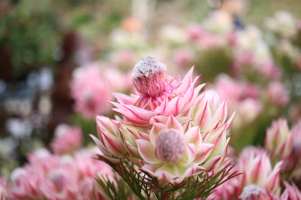 Serruria Pretty N Pink - 14cm Pot