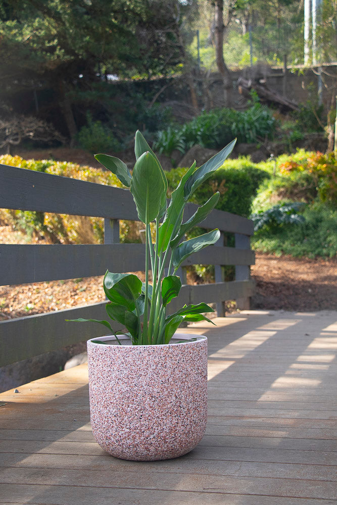 Strelitzia Reginae - 20cm Pot