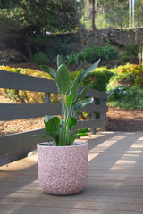 Strelitzia Reginae - 20cm Pot
