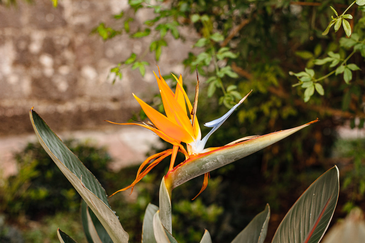 Strelitzia Reginae - 20cm Pot
