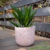 Cycas Revoluta Cycad - 20cm Pot