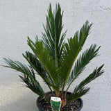 Cycas Revoluta Cycad - 20cm Pot