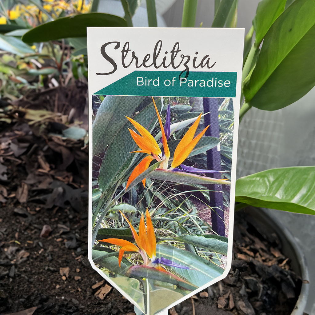 Strelitzia Reginae - 20cm Pot