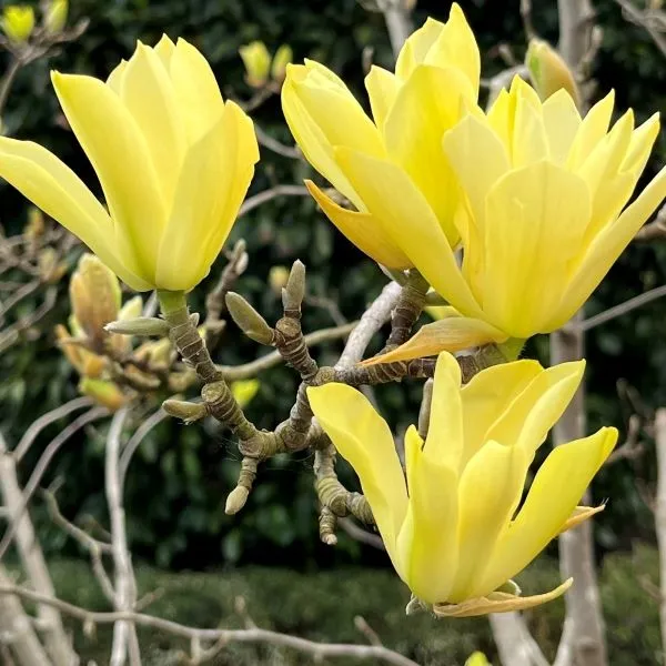 Magnolia Butterflies - 40cm Pot