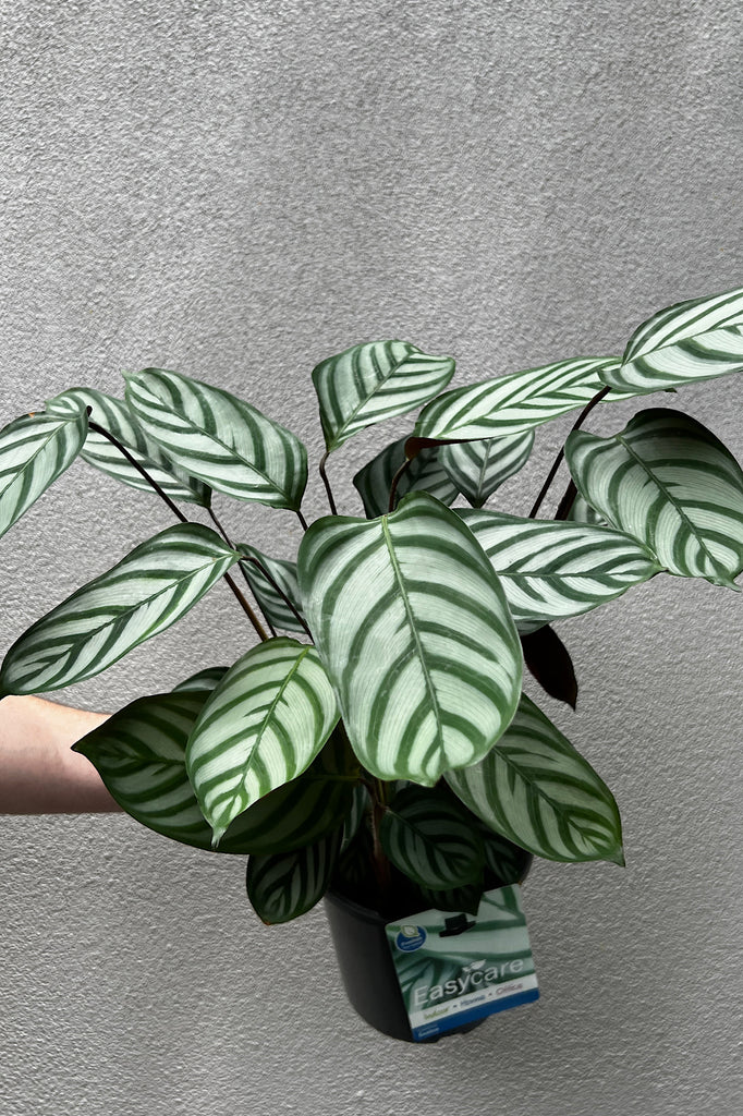 Calathea Exotica - 17cm Pot