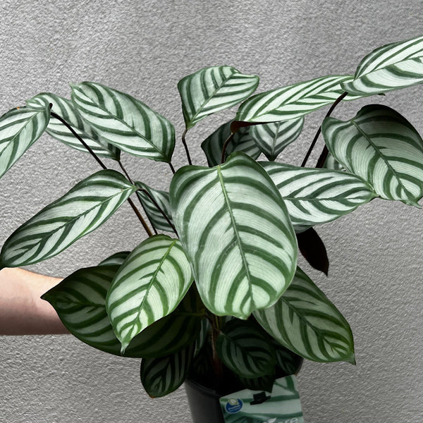 Calathea Exotica - 17cm Pot