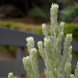 Adenanthos Sericeus Compact - 20cm Pot