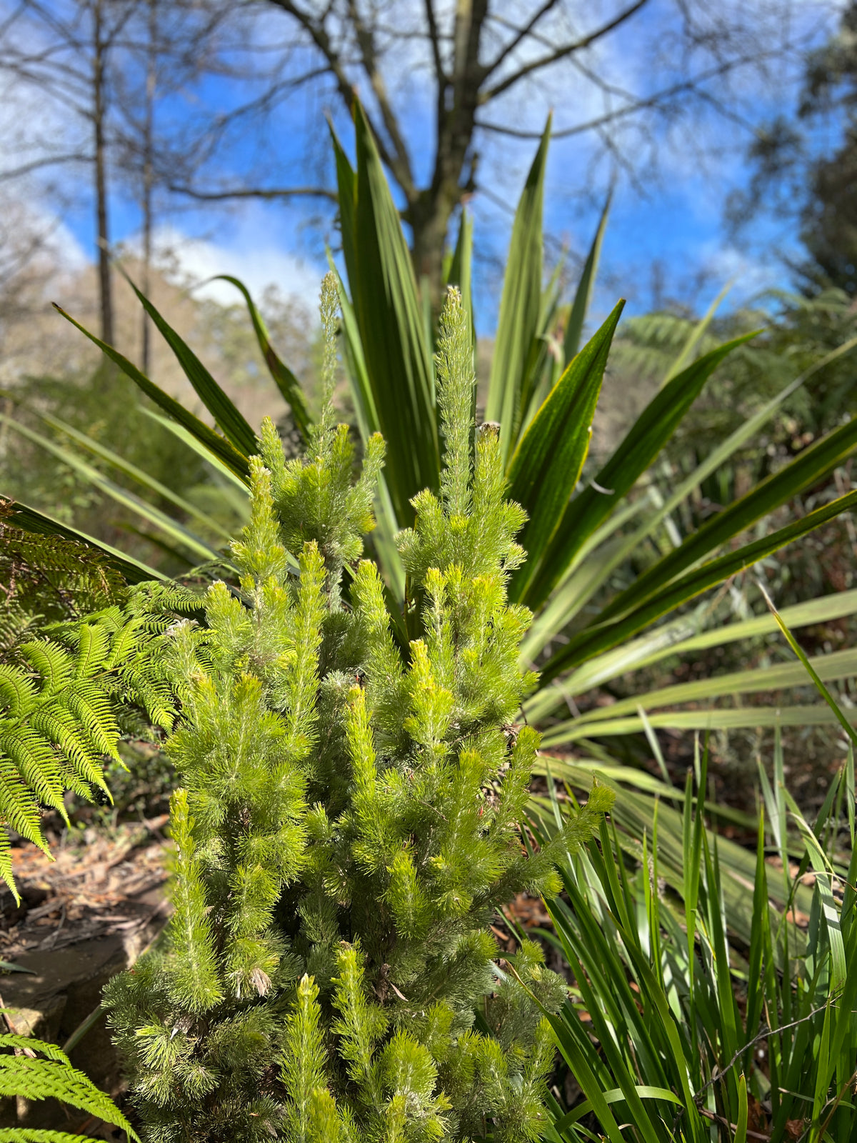 Adenanthos Sericeus Compact - 20cm Pot