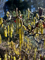 Corylus Crazy Filbert - 30cm Pot