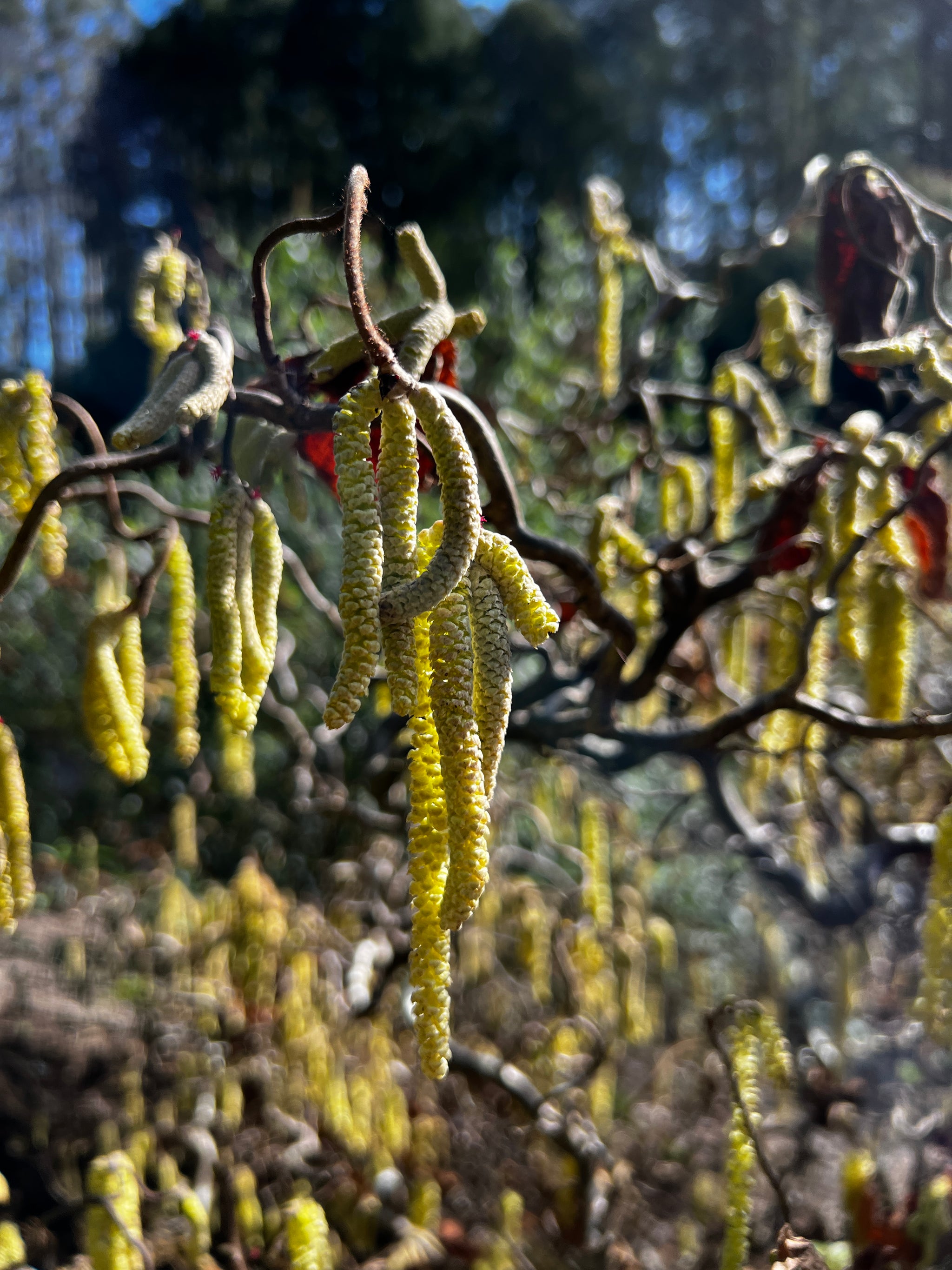 Corylus Crazy Filbert - 30cm Pot