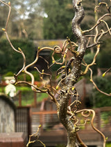 Corylus Crazy Filbert - 30cm Pot
