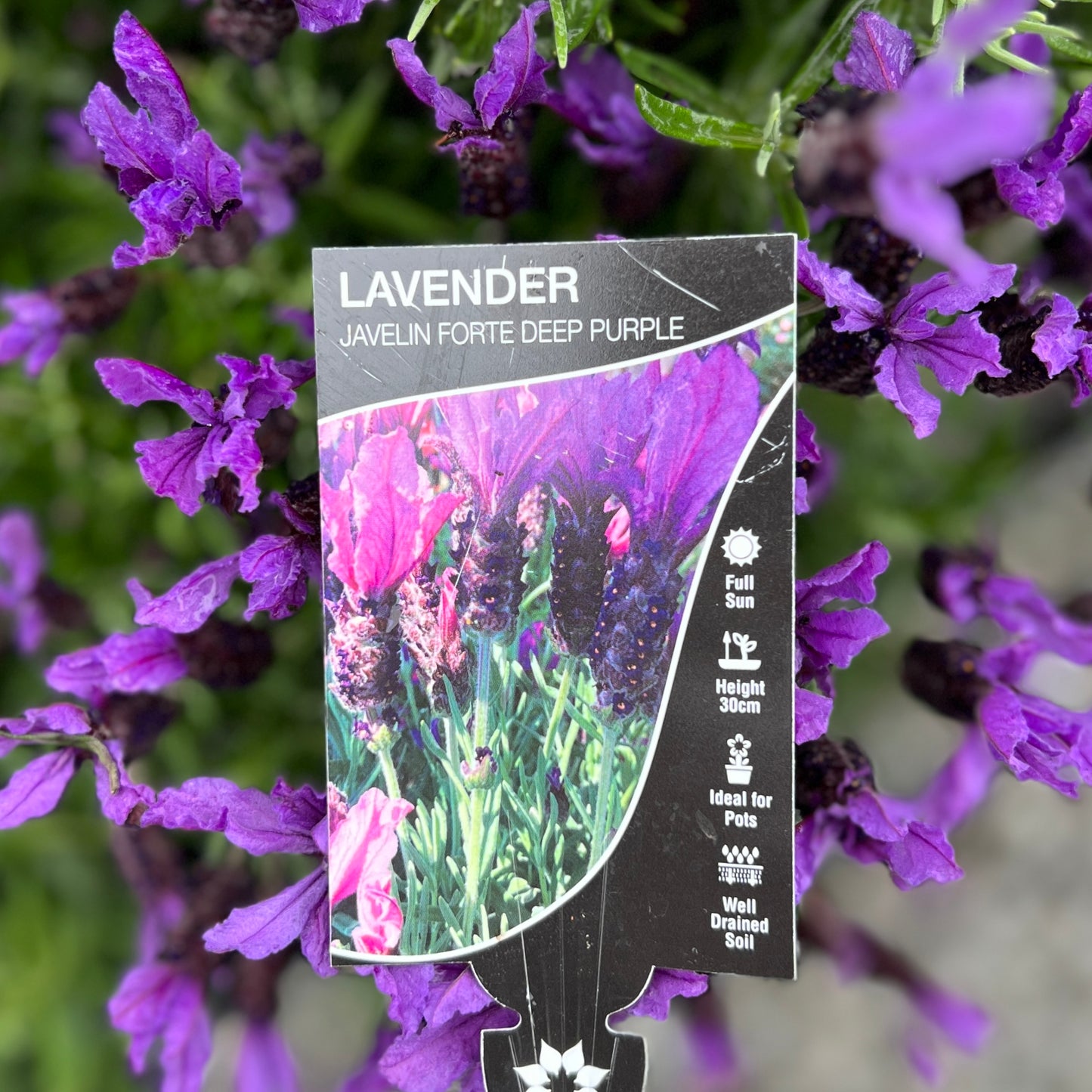Lavandula Forte Deep Purple - 20cm Pot