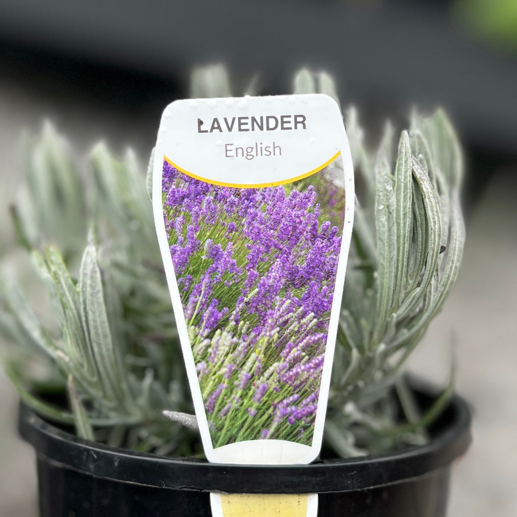 Lavender Angustifolia English - 14cm Pot