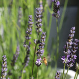 Lavender Angustifolia English - 14cm Pot