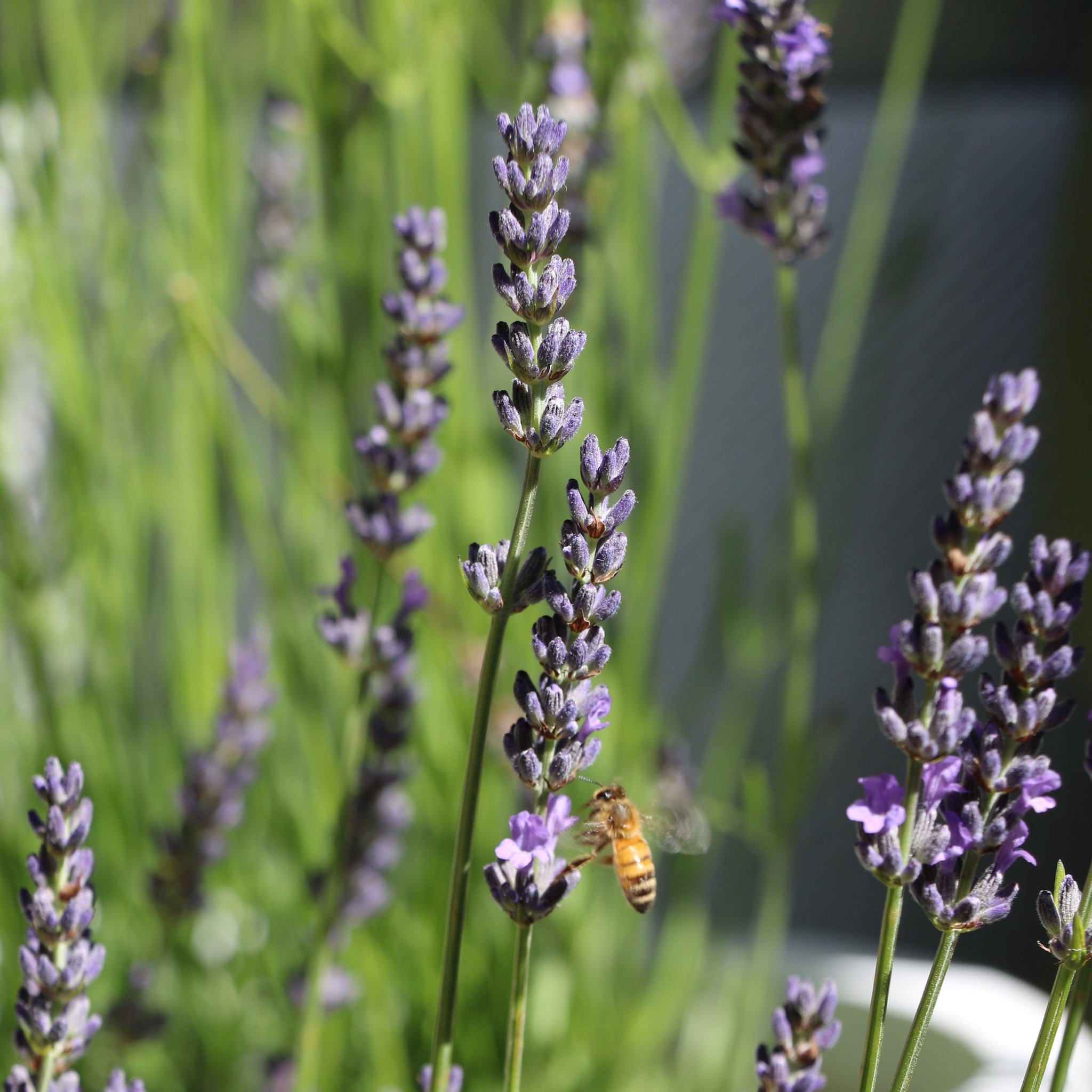 Lavender Angustifolia English - 14cm Pot