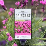 Lavinnova The Princess Lavender - 14cm Pot