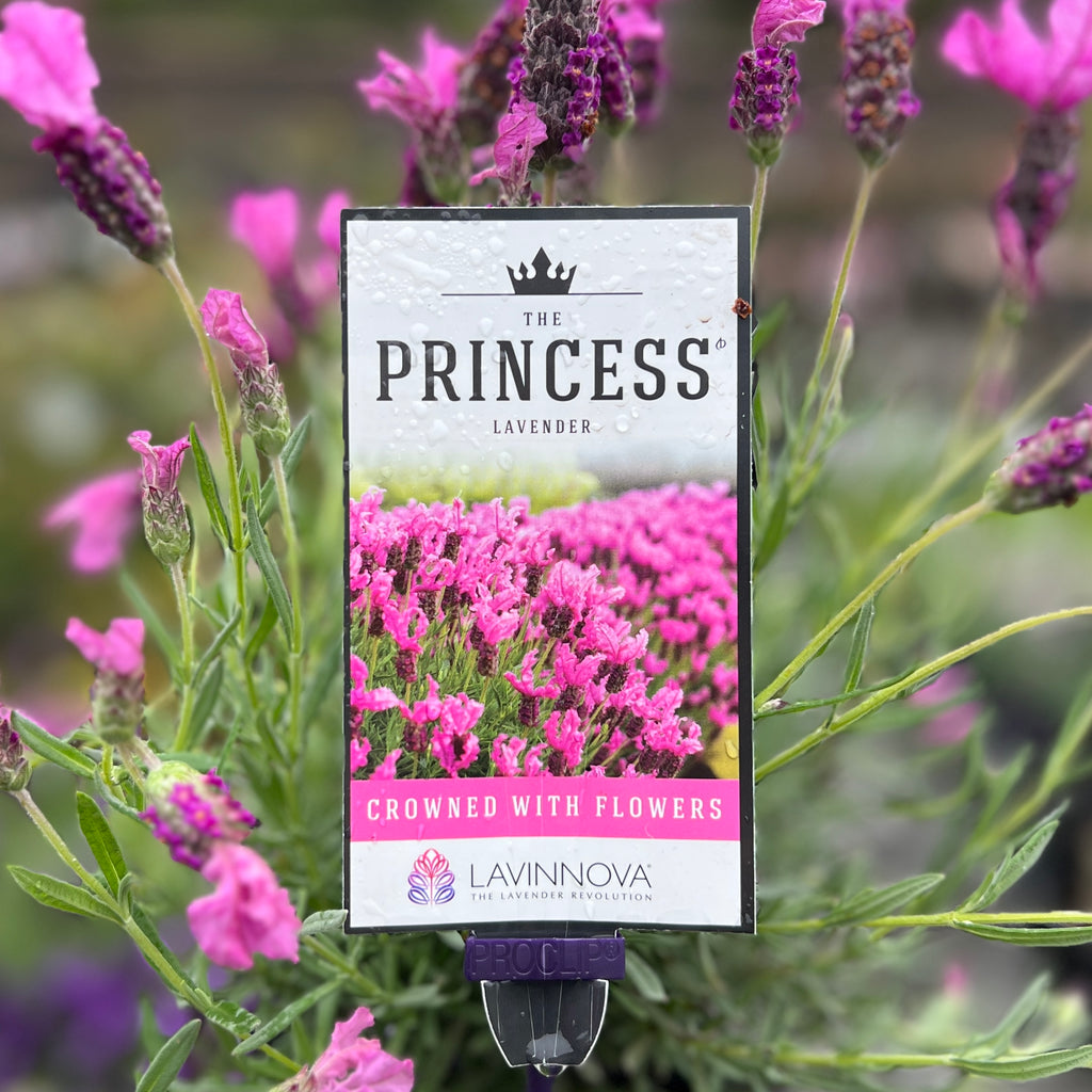 Lavinnova The Princess Lavender - 14cm Pot