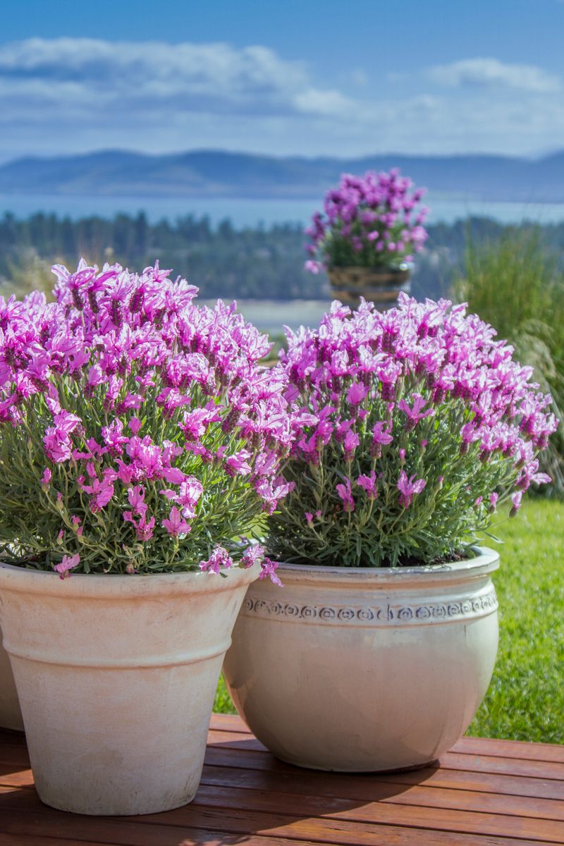 Lavinnova The Princess Lavender - 14cm Pot