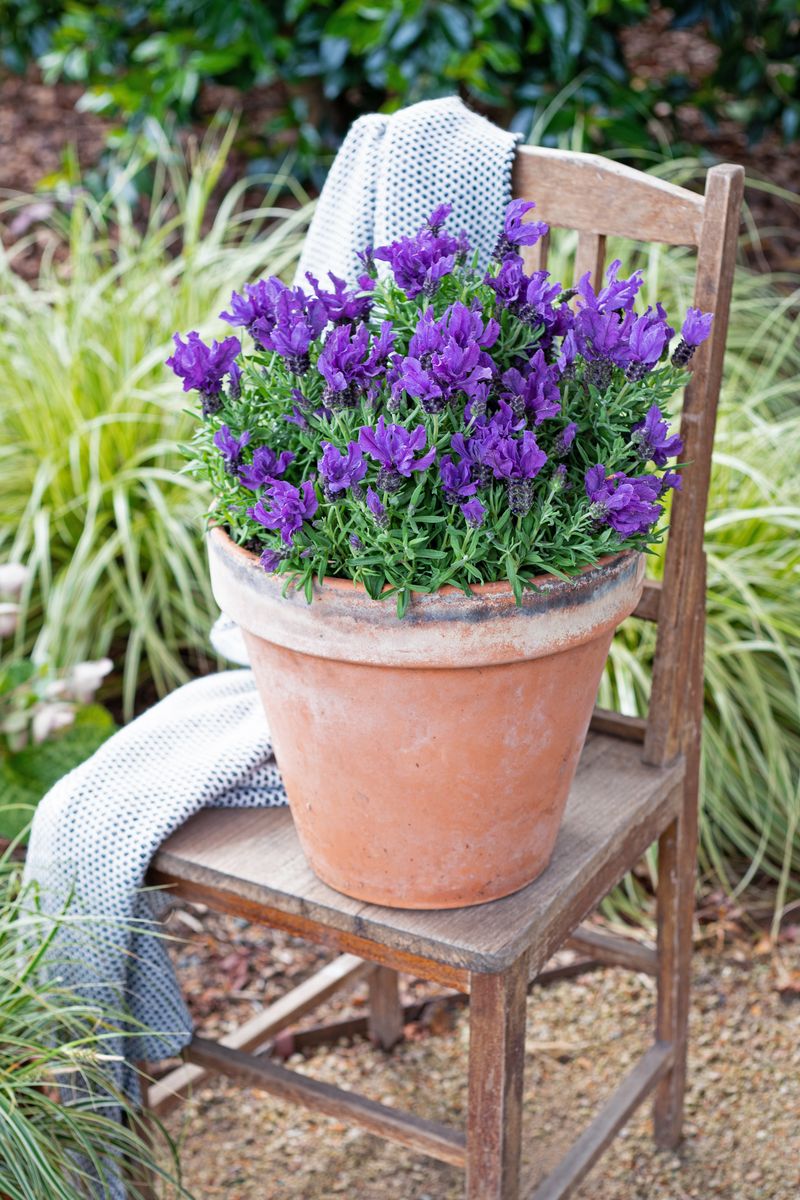 Lavinnova The Prince - 14cm Pot