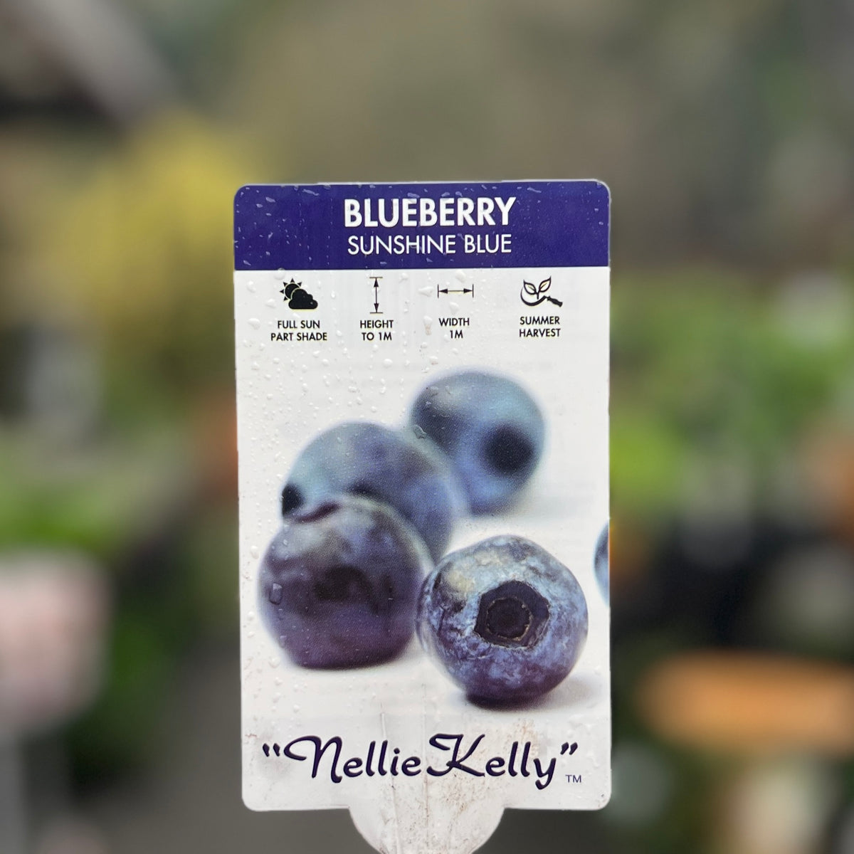 Nellie Kelly Blueberry Sunshine Blue - 12cm Pot
