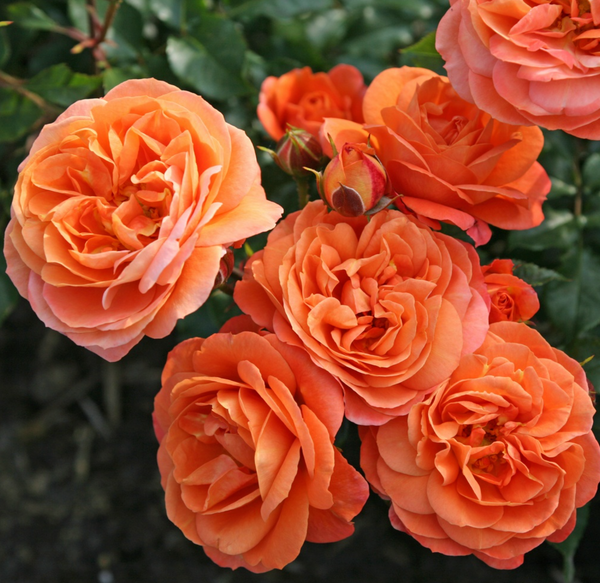 Bush Rose Phoenix - 20cm Pot