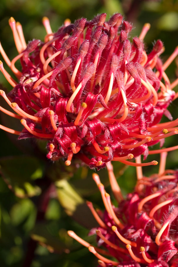 Leucospermum Carnival Red - 14cm Pot