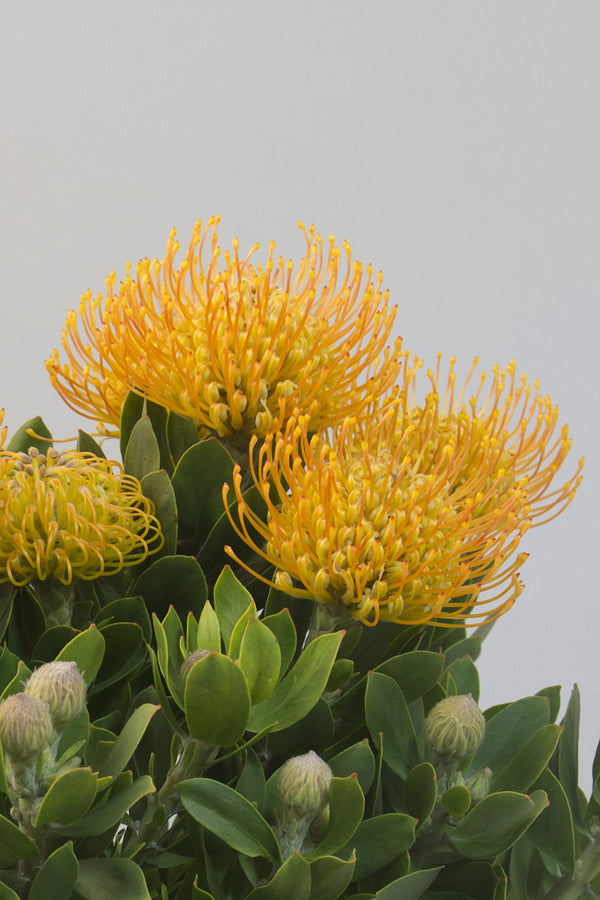Leucospermum Carnival Yellow - 14cm Pot