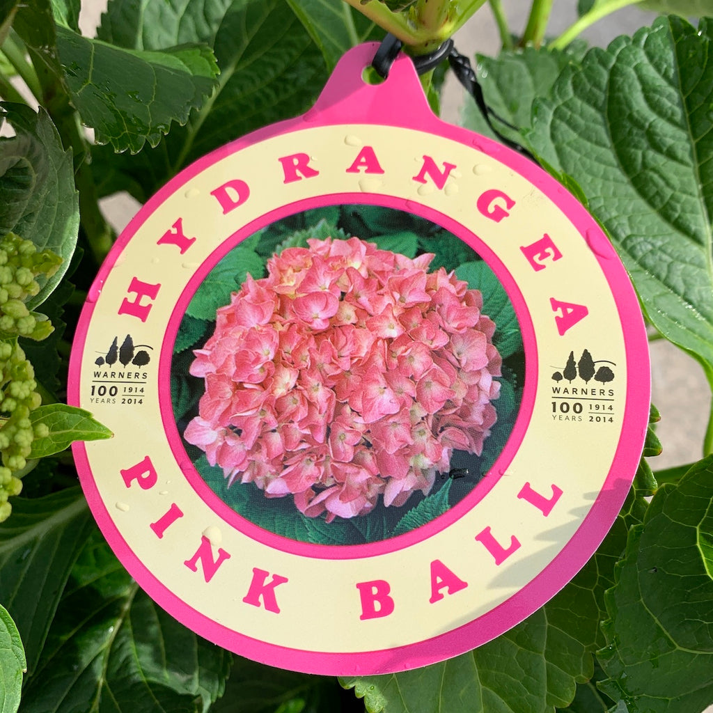 Hydrangea Pink Ball - 20cm Pot