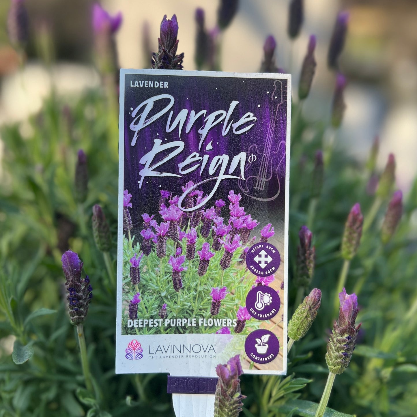 Lavinnova Purple Reign - 14cm Pot