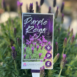 Lavinnova Purple Reign - 14cm Pot
