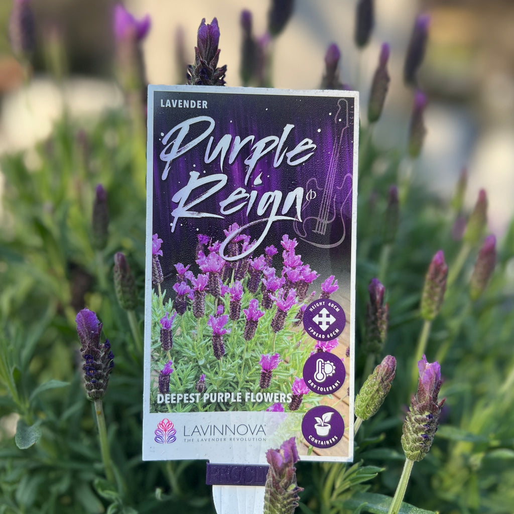 Lavinnova Purple Reign - 14cm Pot