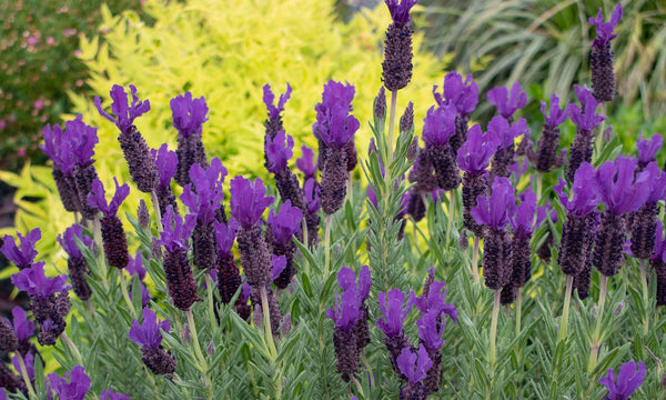 Lavinnova Purple Reign - 14cm Pot