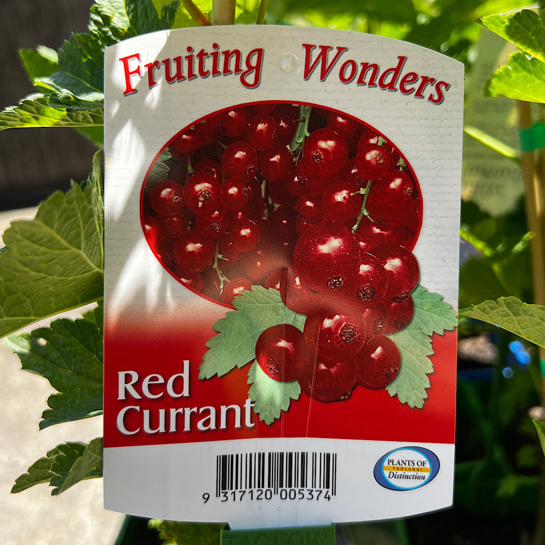 Redcurrant - 15cm Pot