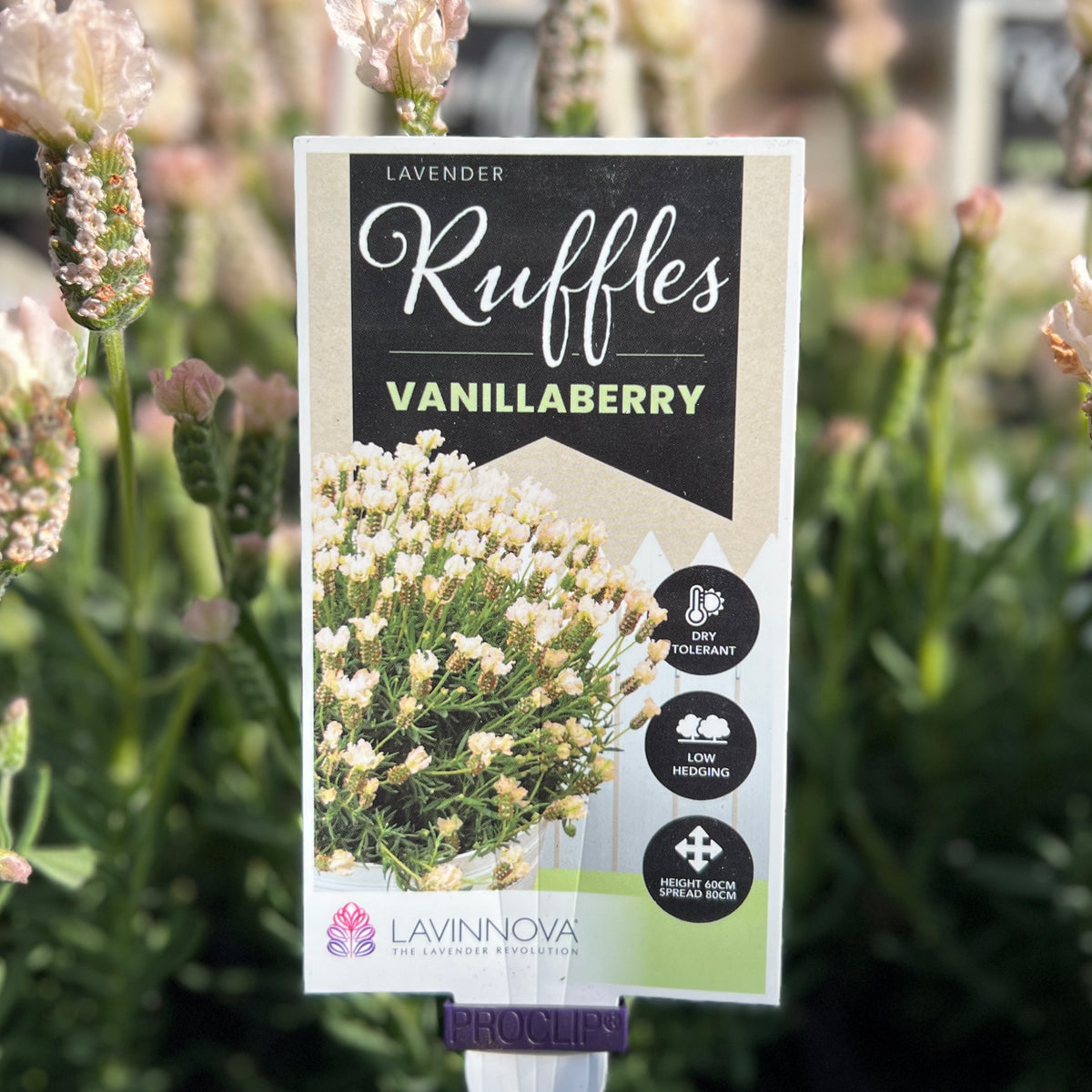 Lavinnova Vanillaberry Ruffles - 14cm Pot