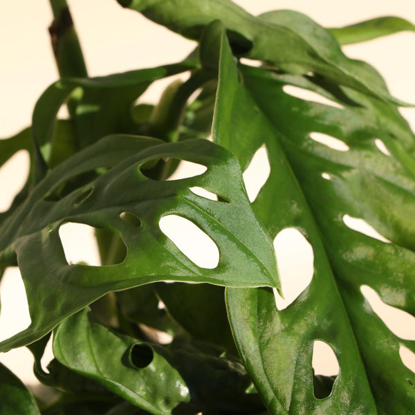 Monstera Monkey Mask - 13cm Pot