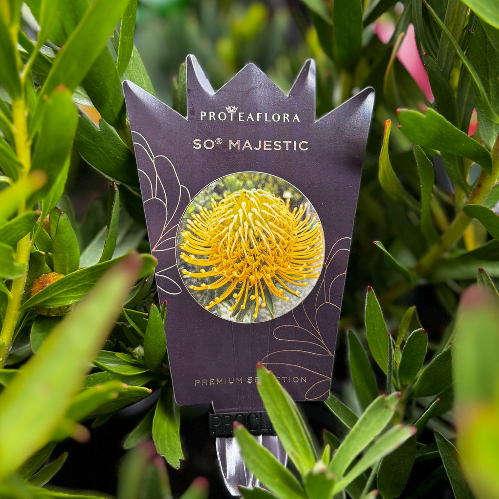 Leucadendron So Majestic - 14cm Pot