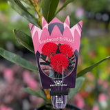 Telopea Braidwood Brilliant - 14cm Pot