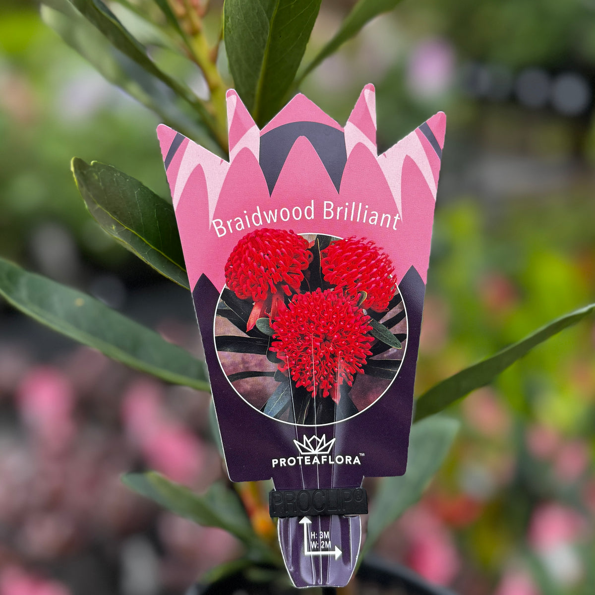 Telopea Braidwood Brilliant - 14cm Pot