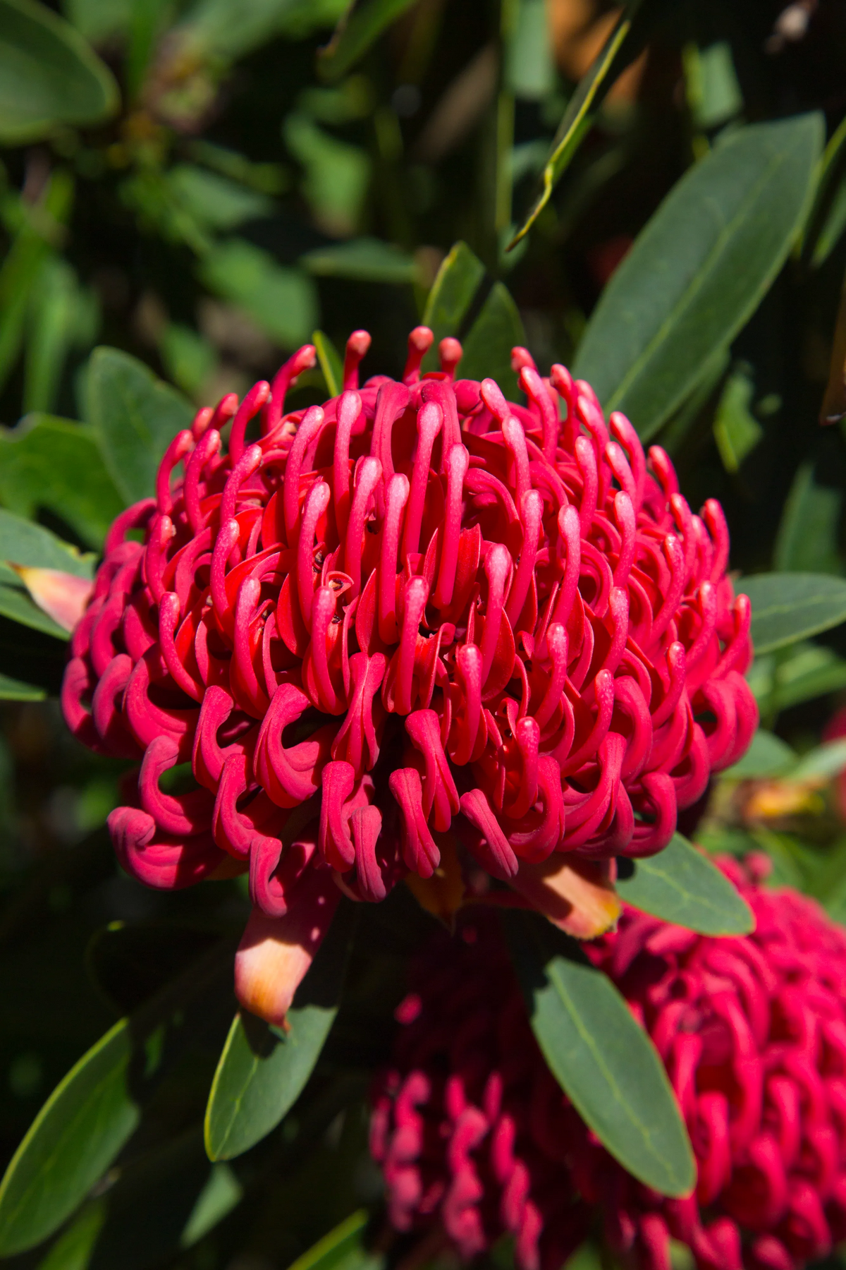 Telopea Braidwood Brilliant - 14cm Pot