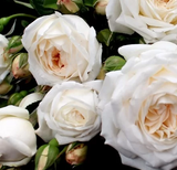 Bush Rose Guardian Angel - 20cm Pot
