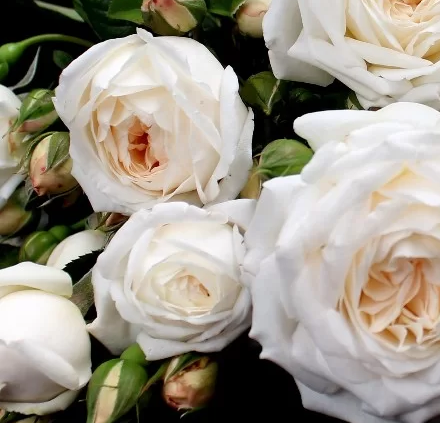 Bush Rose Guardian Angel - 20cm Pot