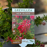 Grevillea New Blood - 14cm Pot