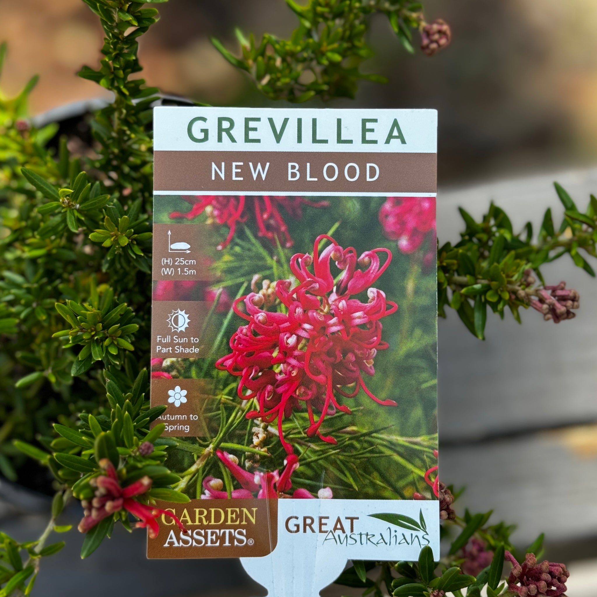 Grevillea New Blood - 14cm Pot